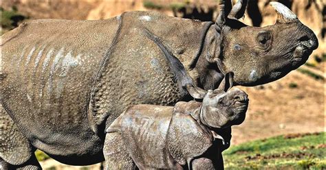 Nepal Sees Conservation Success As Rhino Population Grows By 16