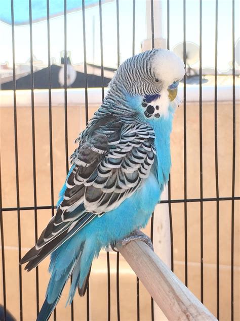 Pretty Blue Budgie Budgies Blue Budgie Parakeet
