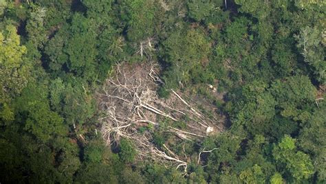 Se Disparó La Deforestación En La Amazonía El último Año Minuto30