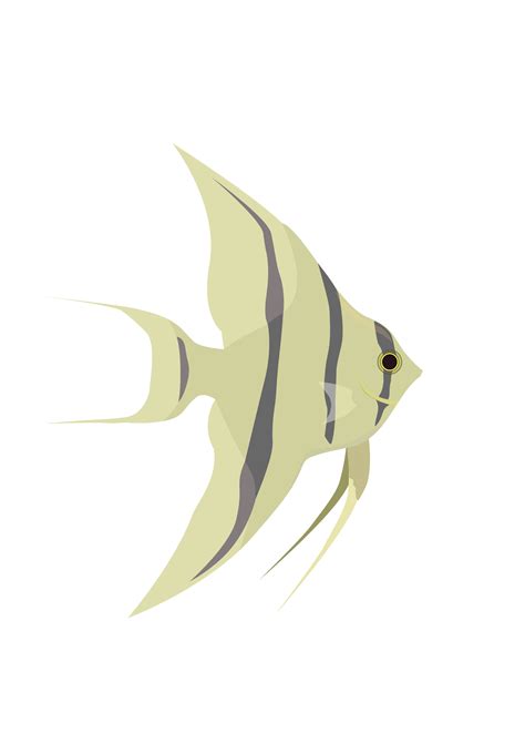 Angelfish Png Transparent Picture Png Mart