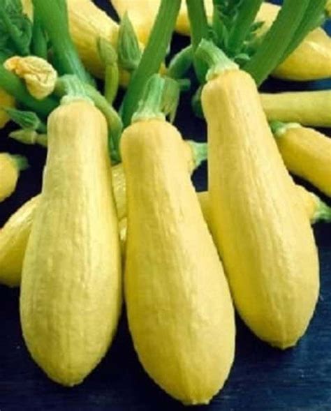 Yellow Straightneck Summer Squash Seeds 25 Seeds Organic Etsy