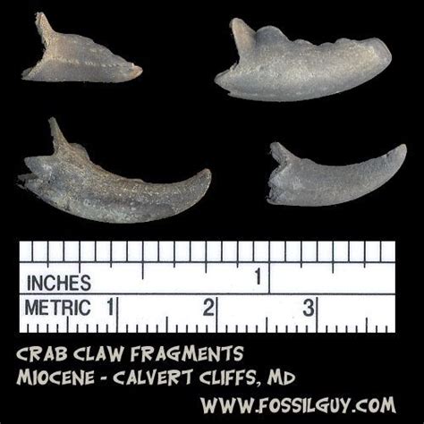 Calvert Cliffs Invertebrate Fossil Identification For Maryland And Virginia Miocene
