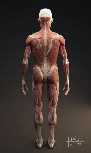 Male Muscular System 3d Model Obj Tga