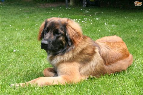 Leonberger Dog Health And Longevity Pets4homes