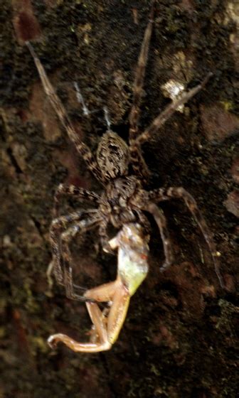 Fishing Spider Dolomedes Okefinokensis Bugguidenet