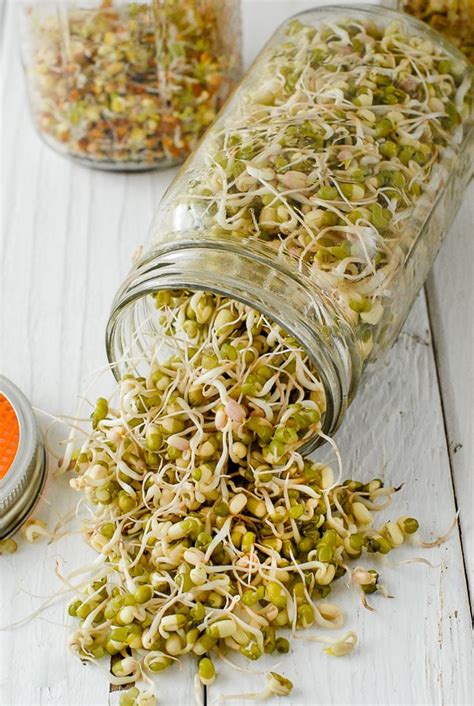 Growing Sprouts And Diy Sprouting Jars Tutorial