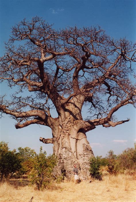 Apinanleipäpuu Wikipedia Le Baobab Baobab Tree Baobab Oil Giant Tree Big Tree Bonsai