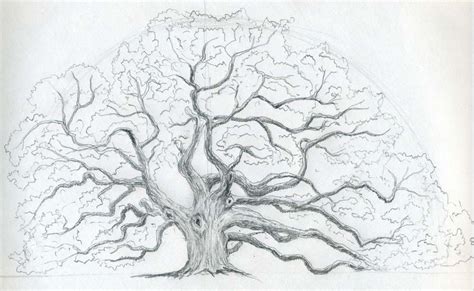 Draw An Oak Tree Tree Sketches Tree Drawing Oak Tree Drawings