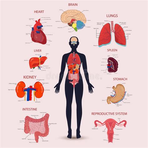 Conjunto De ícones Dos órgãos Internos Humanos Conceito De Anatomia