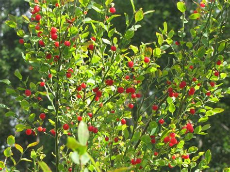 Rare Red Huckleberry 15 Seeds Exotic Sweete Z Grow Gourmetshowy