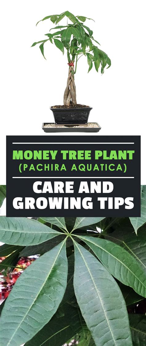 Many consider these trees to be luck and bring financial success, and they're very popular with feng shui practitioners because they sprout five leaves at the end of each stem. Money Tree Plant: Growing Healthy Pachira Aquatica | Epic Gardening