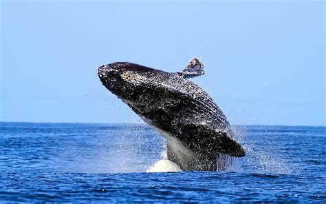 Whale Breaching 720p Humpback Whale Animal Hd Wallpaper
