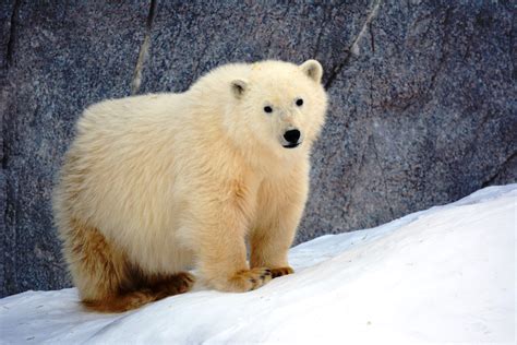 The Assiniboine Park Conservatory Needs Help Naming These Fluffy Polar