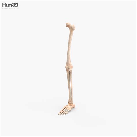 Human Leg Bones 3d Model Characters On Hum3d