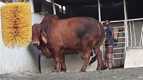 Biggest Brahman Cow In Bangladesh Brahman Cattle Documentary Bred