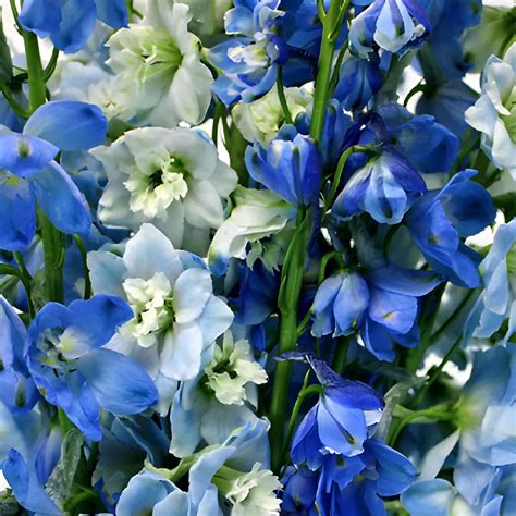 Dark And Light Blue Delphinium Main Wholesale Florist