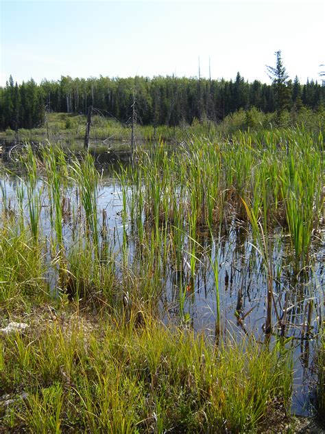 Albertas Wetland Policy In The White Area Shortcomings And Future