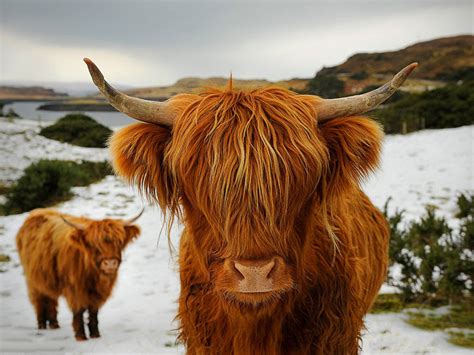 Meet The Scottish Highland Cow ~ What A Wonderful Life
