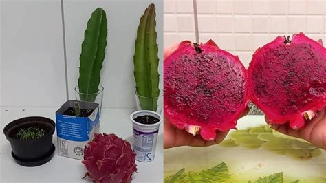 Growing Dragon Fruit From Seed Youtube