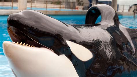 Orcas platinum serisi ile temizliğiniz hem daha hızlı hem de daha hijyenik! Orcas und Delfine können sich freuen: Thomas Cook ...