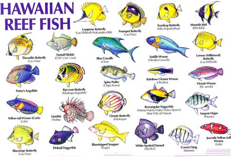Hawaiian Fish Hawaiian Fish Names And Pictures 2017 Fish Tank