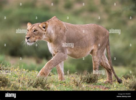 Lion Panthera Leo Female Stalking Kgalagadi Transfrontier Park