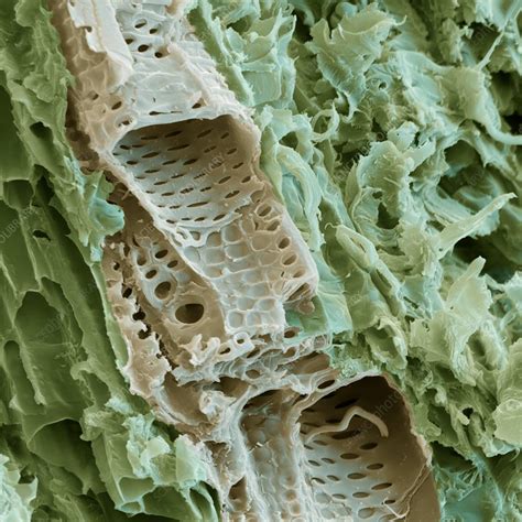 This is a great way for kids to learn the parts of a plant. Bamboo stem, SEM - Stock Image B725/0437 - Science Photo ...