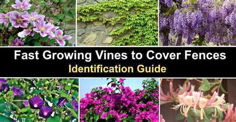 Fast Growing Vines To Cover Fences And For Privacy With Pictures