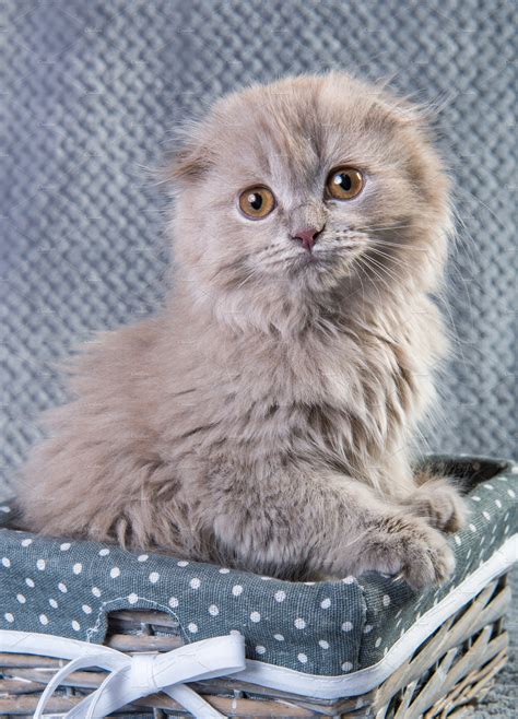 Scottish Fold Highland Fold Kitten Containing Background Baby And