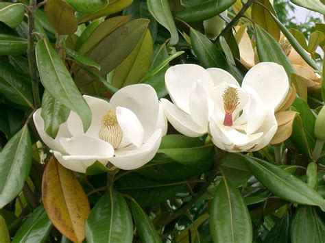 Image Result For Magnolia Grandiflora Magnolia Grandiflora Southern