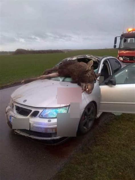 Saab Collided With An Moose The Animal Fell Inside Car It Had To Be