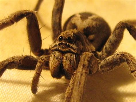 Araña Lobo(Lycosa Tarantula) 1 - ARACNIDOS DE ARGENTINA LUIS F. MORENO
