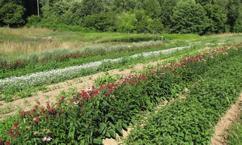 Melilotus Producteurs De Plantes Aromatiques Et Médicinales Bio En Corrèze Producteurs De