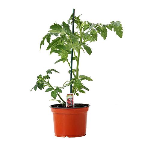Plant De Tomates Assorti Pot De 17 Cm 00159 Rona