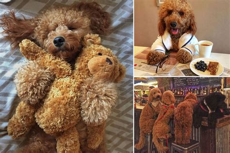 A Delightful Dog Named Samson The Dood Is Instagrams Golden Pet Of The