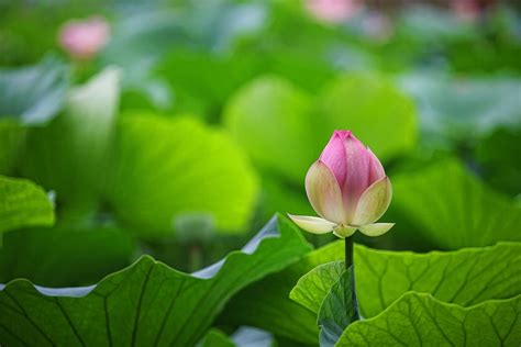 How Does A Lotus Flower Grow The Life Cycle Of A Lotus