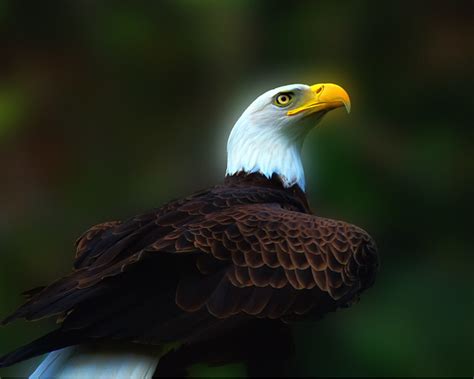 Virginia Bald Eagle Flickr Photo Sharing