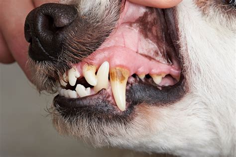Can Dogs Get Cavities