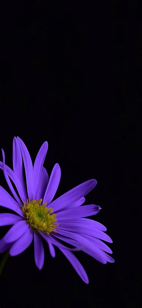 1125x2436 Purple Flower Blossom Iphone Xsiphone 10iphone X Hd 4k