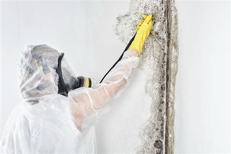 What To Consider Before Hiring A Mold Removal Specialist