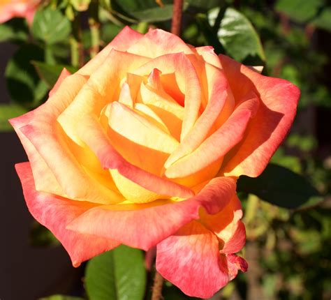 Hot pink flowers in arizona. Arizona | Flowers, Plants, Rose