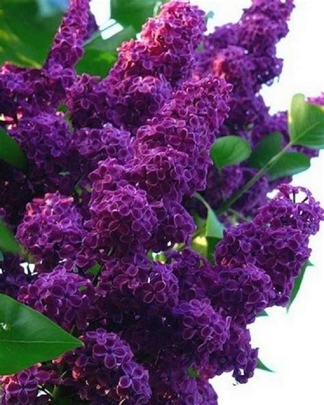 25 Dark Purple Lilac Seeds Tree Fragrant Flowers Perennial Etsy