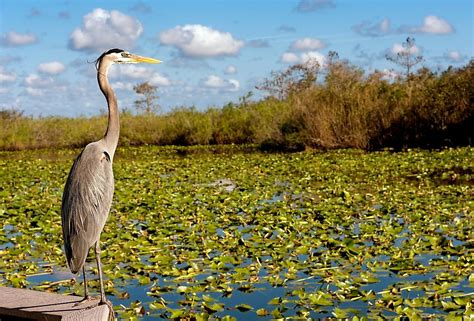 Invasive Species Wreaking Havoc On The Florida Everglades Flipboard
