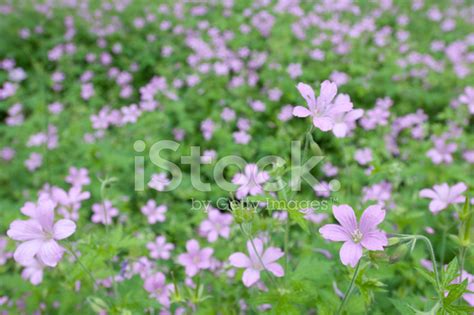 Purple Blooming Flower Meadow Stock Photo Royalty Free Freeimages
