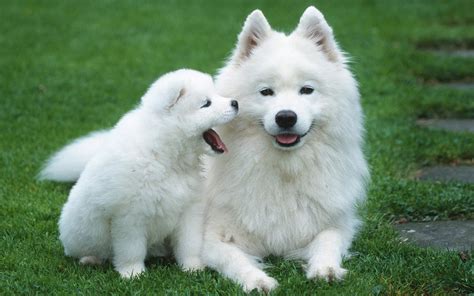 50 Cute Pictures Of Dogs And Puppies