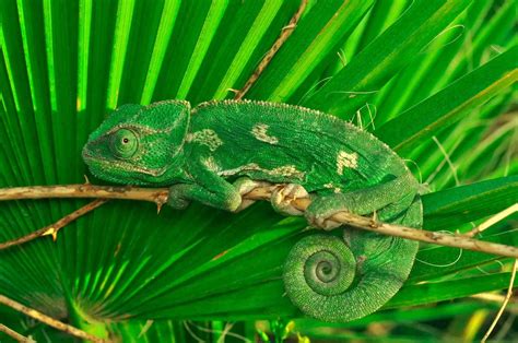 Chameleon Lifespan: Interesting Facts On Their Age Revealed! | Kidadl