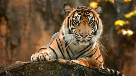 Animal Tiger 4k Ultra Hd Wallpaper