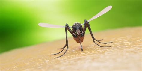 Mosquito control manages the population of mosquitoes to reduce their damage to human health, economies, and enjoyment. Spider Control | Romex Pest Control Is Your Best Solution!