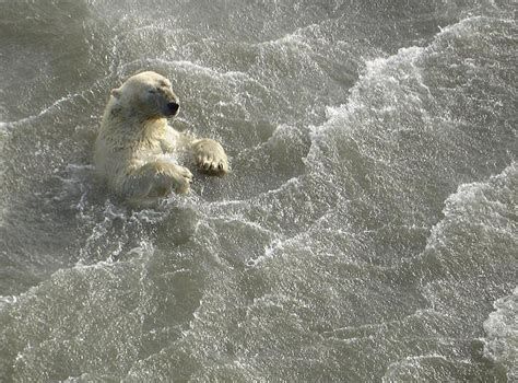 Polar Bears Found Swimming Miles From Alaskan Coast Wwf