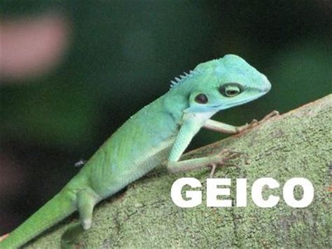 They say results in 15 min or less. GEICO Car insurance 3 times as expensive. Obviously paying the lizards salary. - StarzLife